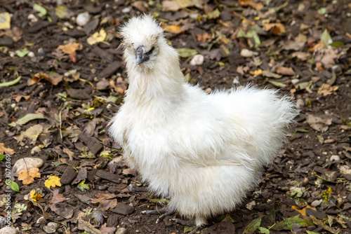 White fluffy bantam chicken outdoors