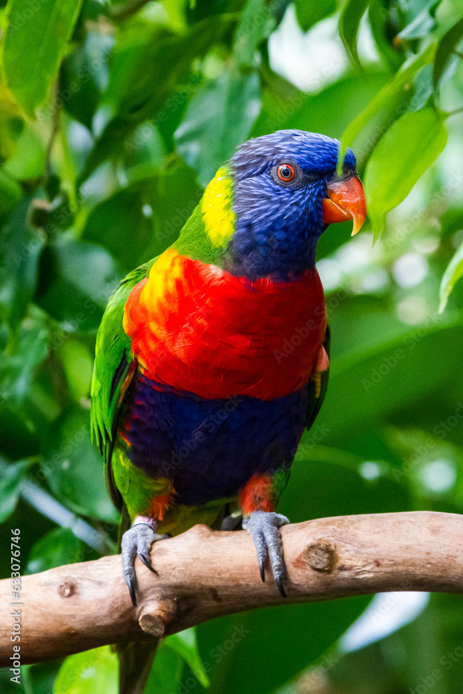Rainbow Colorful Parrot Bird