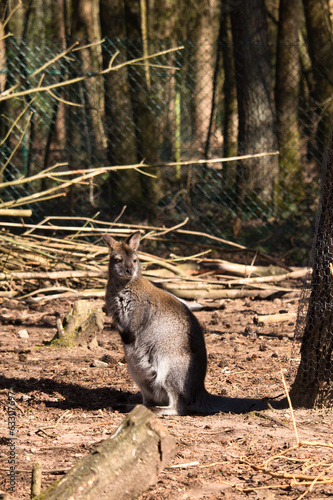 Brown kangaroo in a fenced in cage standing in the sun on a spring day at the Kaiserslautern Zoo in Germany.