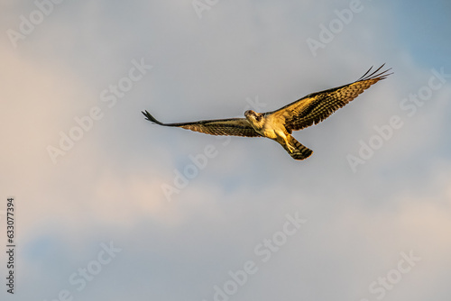 osprey in flight