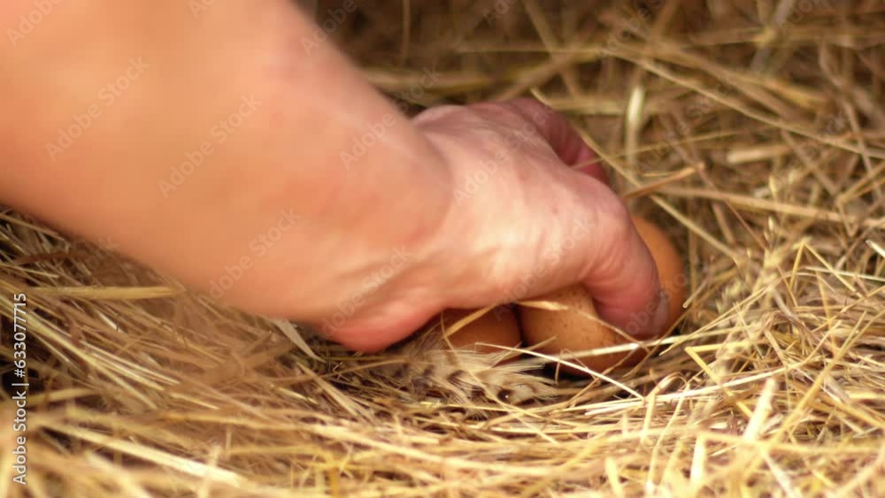 Collecting freshly laid eggs from chicken coop Collecting freshly laid eggs from chicken coop