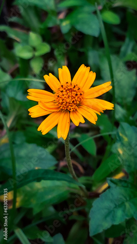 Sunflower in the wild forest