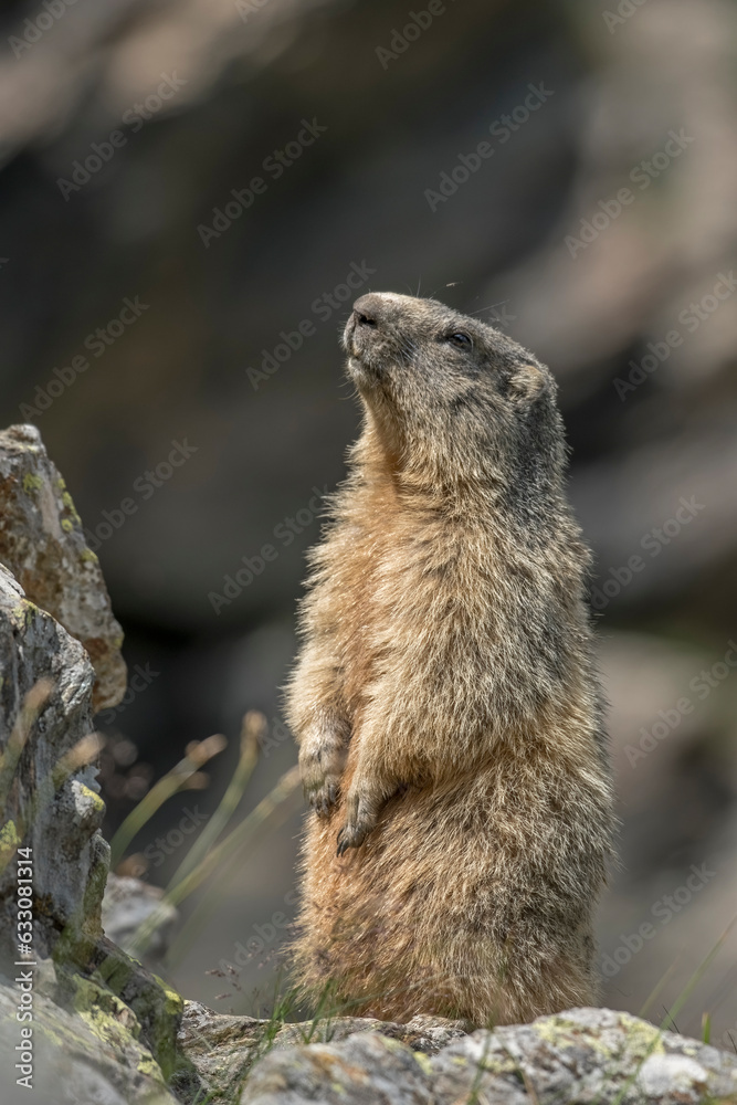 Alpine Marmot (Grounhog - Marmota Marmota) standing on a rock on a summer morning in the italian alps, against blurred rocky slopes in the background. Monviso natural Park.