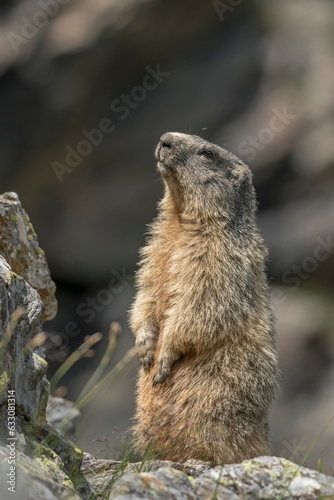 Obraz na płótnie Alpine Marmot (Grounhog - Marmota Marmota) standing on a rock on a summer morning in the italian alps, against blurred rocky slopes in the background. Monviso natural Park. w salonie
