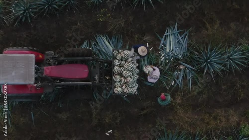 Harvesting agave in Tequila Jalisco