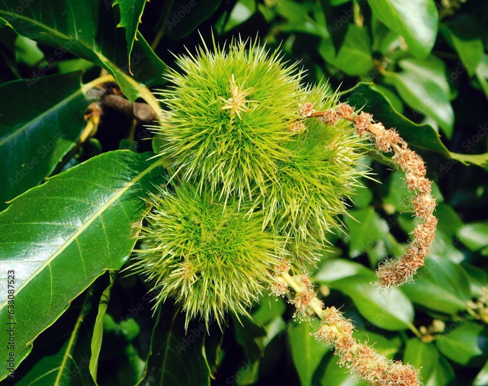 Fresh Blossom on Tree Branch in Natural Green Surroundings Fresh Blossom on Tree Branch in Natural Green Surroundings