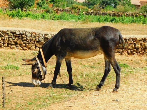Fototapeta Naklejka Na Ścianę i Meble -  Livestock Grazing in the Countryside with donkey and Wildlife