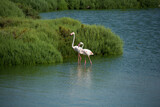Pink flamingos, nature reserve of the Camargue, in the south of France.