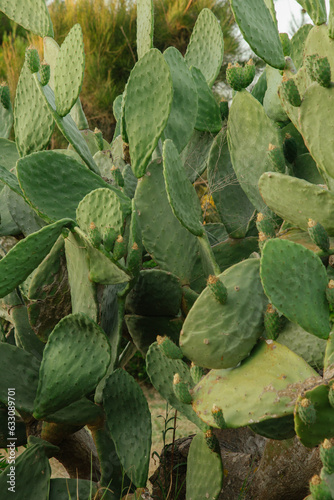 cactus in the garden