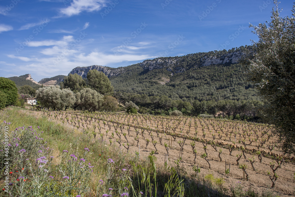 Vignoble de Bandol