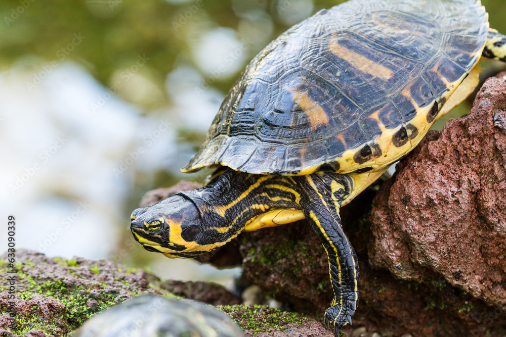 Obraz premium Large turtle on rocks