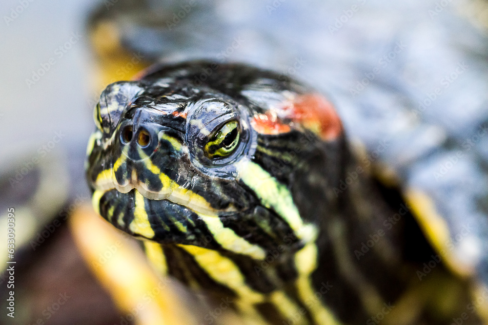 Large turtle on rocks