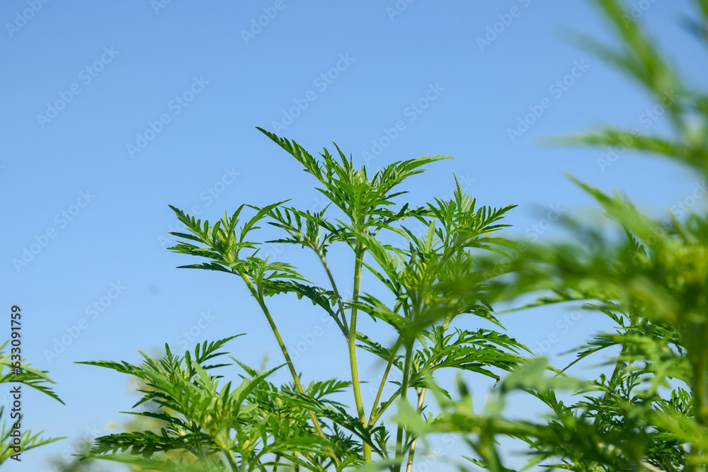 American common ragweed against blue cloudless sky. Dangerous plant. Ambrosia shrubs that causes allergic reactions, allergic rhinitis. Copy space. Selective focus. American common ragweed against blue cloudless sky. Dangerous plant. Ambrosia shrubs that causes allergic reactions, allergic rhinitis. Copy space. Selective focus.