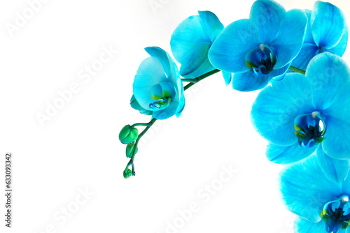 blue orchid trundil