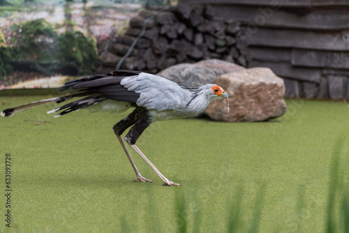 Secretary Bird, a large, mostly terrestrial bird of prey in the bird show