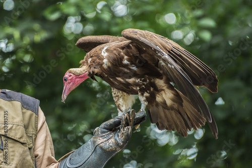 Hooded vulture, an Old World vulture in the order Accipitriformes in the birdshow. Portrait photo