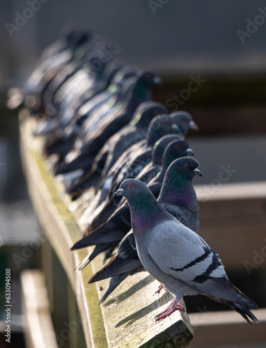 A line of pigeons sitting on a railing with one facing the opposite way.
