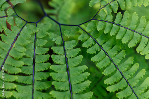 Repeating green leaf pattern of a Maidenhair Fern