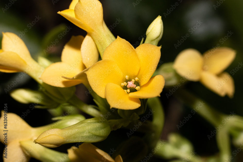 Fototapeta premium Yellow Flower with dark blurred background