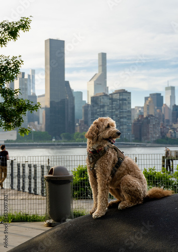 Photography dog in the city