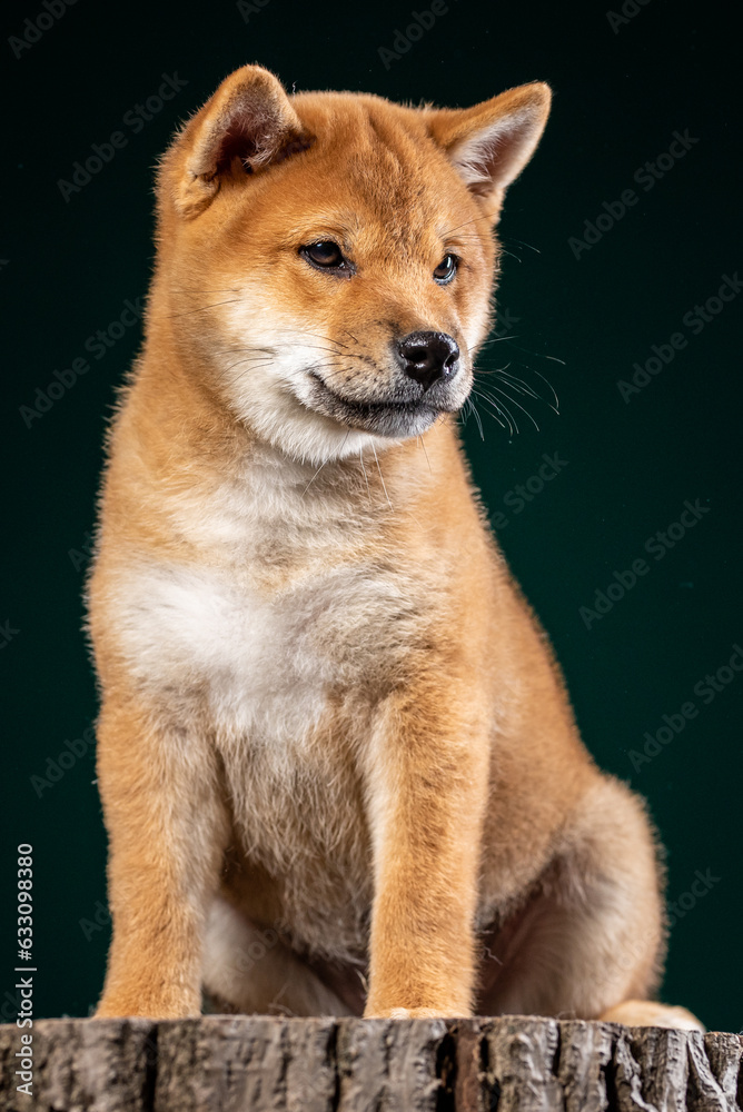 cute shiba inu puppy sitting in front of a green background and posing for a photo shoot in the studio
