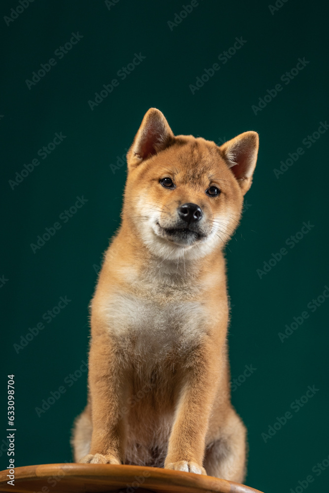 cute shiba inu puppy sitting in front of a green background and posing for a photo shoot in the studio
