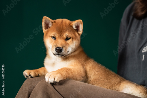 cute shiba inu puppy sitting in front of a green background and posing for a photo shoot in the studio
 photo