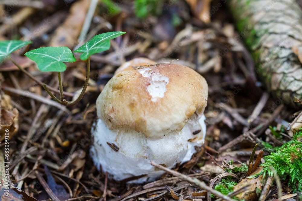Porcino Mushroom growing in the forest