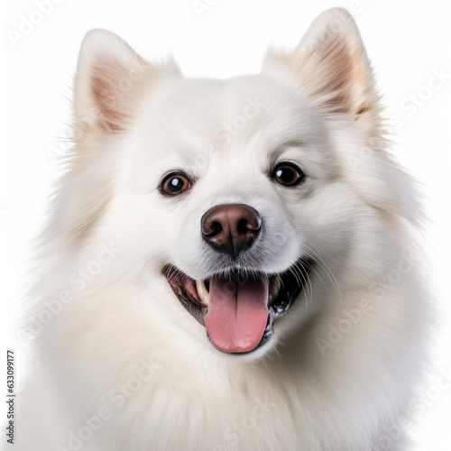 Smiling American Eskimo Dog with White Background - Isolated Image © bomoge.pl