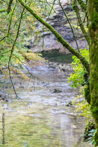 Branch of tree over river