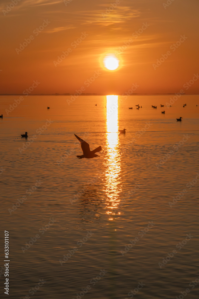 birds at sunrise on the beach in Mechelinki