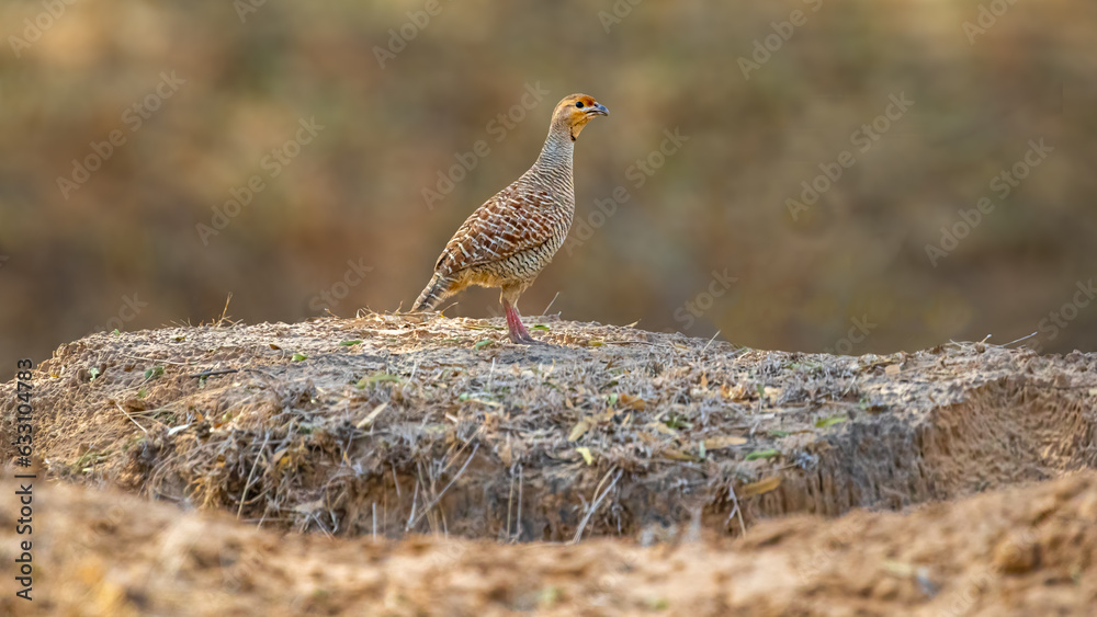 A Grey Francolin A Grey Francolin