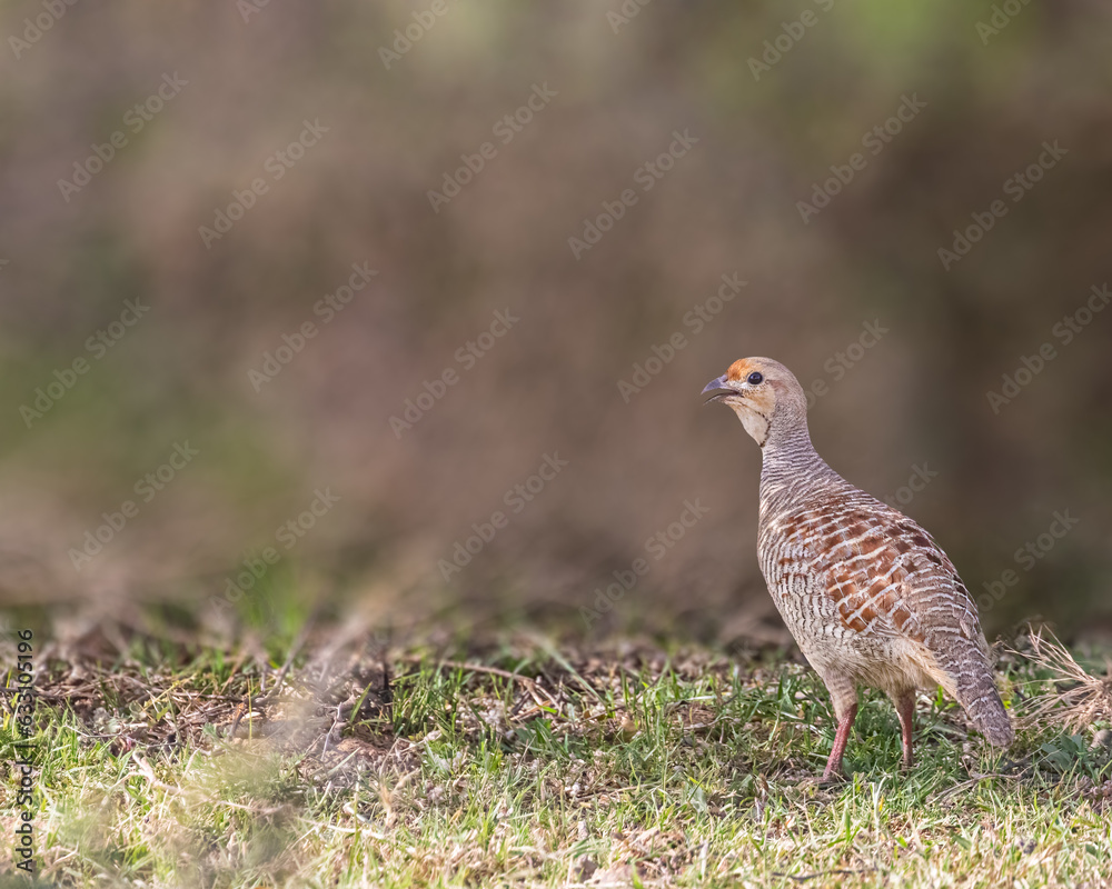 A Grey Francolin A Grey Francolin