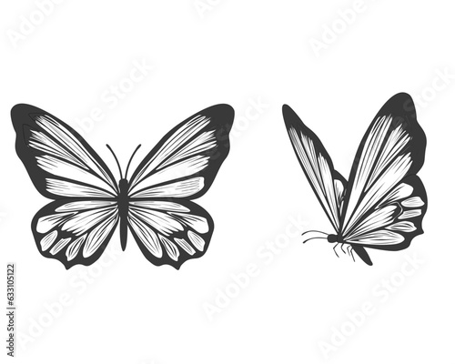 black and white butterfly