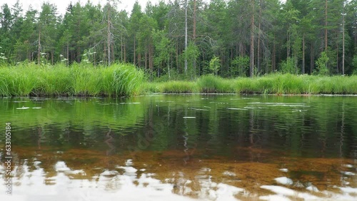 Swamp is a landscape area with excessive moisture, moisture-loving living ground cover, hydrosphere. Karelia, swamping of Lososinnoe lake. Taiga ecosystem, pines, spruces. Coniferous forest. Sedge photo