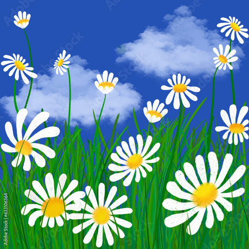 Field of daisies