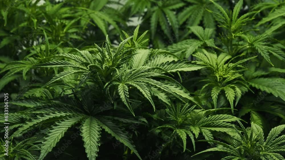 Sativa marijuana plants growing in a growbox close-up. Rasterized herbal cannabis leafs, hemp cultivation at home, legal system, smoking activities, recreational drug