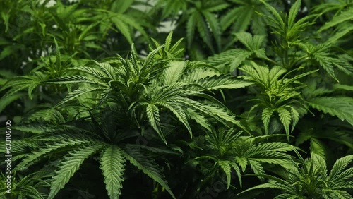 Sativa marijuana plants growing in a growbox close-up. Rasterized herbal cannabis leafs, hemp cultivation at home, legal system, smoking activities, recreational drug
