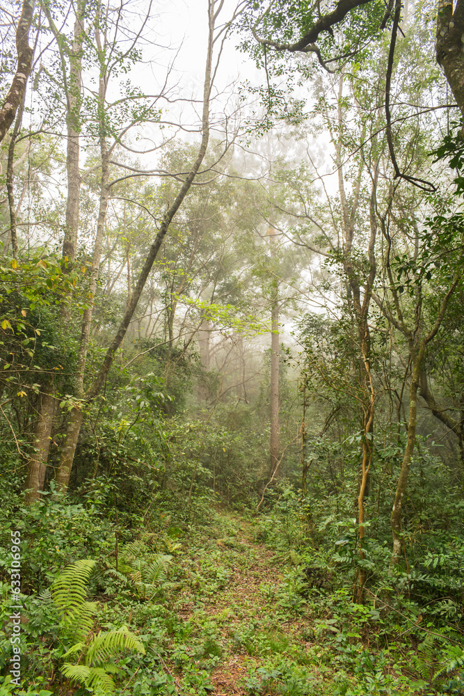 Foggy forest on a winter day in Sao Francisco de Paula, Rio Grande do Sul - Brazil