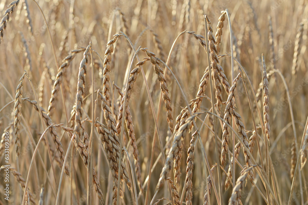 Fototapeta premium Abreifender, reifer Dinkel, dichter sauberer Bestand, Feld, Feldausschnitt, Feldrand