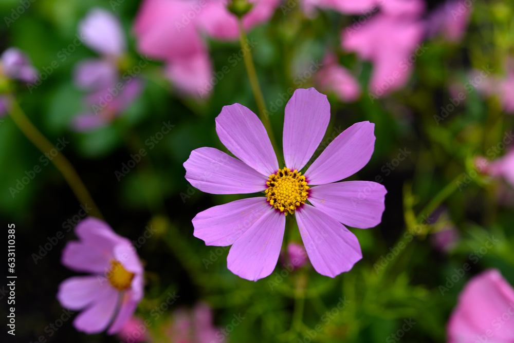 Colorful flowers of cosmea in the summer garden. Astra is in the box. Different flowers are their bouquet. Colorful flowers of cosmea in the summer garden. Astra is in the box. Different flowers are their bouquet.