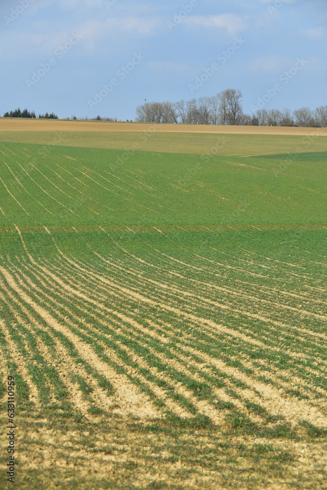 Dinkel während der Bestockung im Frühjahr, Getreidereihen, Feld,  Feldausschnitt, biologischer Anbau.