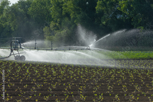 Fotografie young bedding plants get water