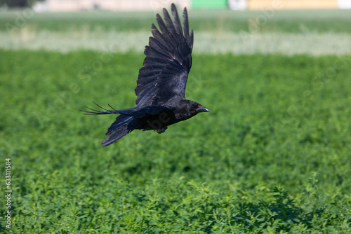 crow flying over green fields