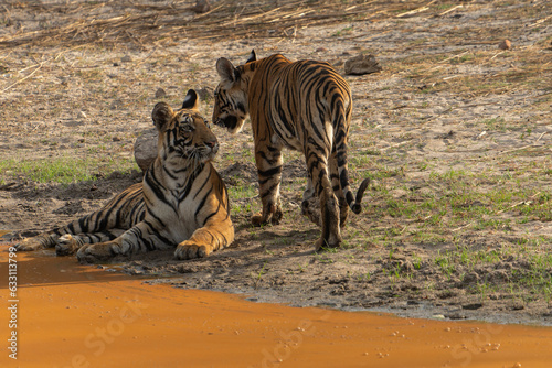 Tiger of Bandhavgarh National Park near waterbody mother daughter photo