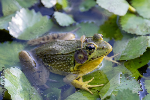 Bull Frog sitting on floating weeds on pond