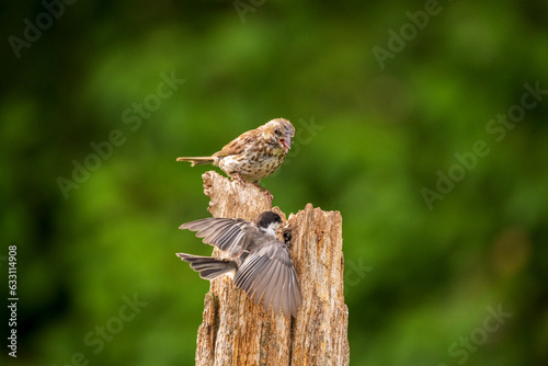 Purple Finch takes on a Black Capped Chickadee © jamie