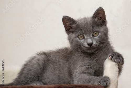 Grey British kitten lying like a lion