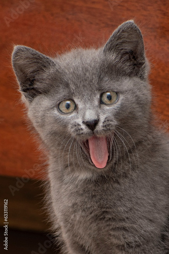 Portrait of grey kitten is yawning showing its tongue