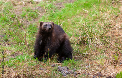 Wolverine (Gulo gulo) in the spring forest, Norway, close-up